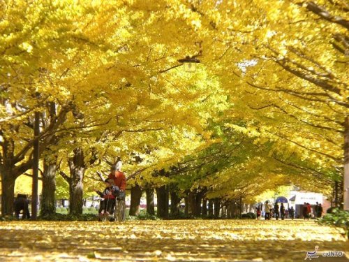 Gingko Trees