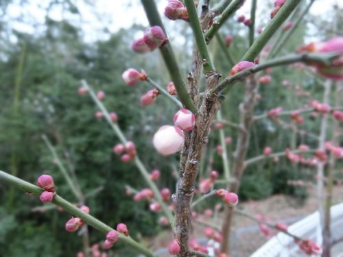 Plum Tree