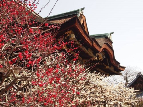 Kitano-Tenmangu Shrine