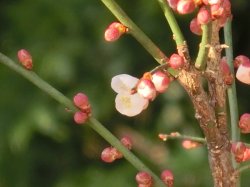 Plum flowers