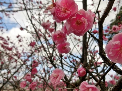 Plum Flowers at Sanda Tenman Shrine