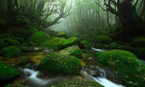 Yakushima