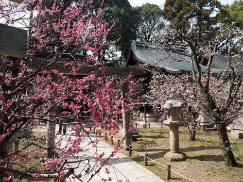 Colorful Plum Flowers