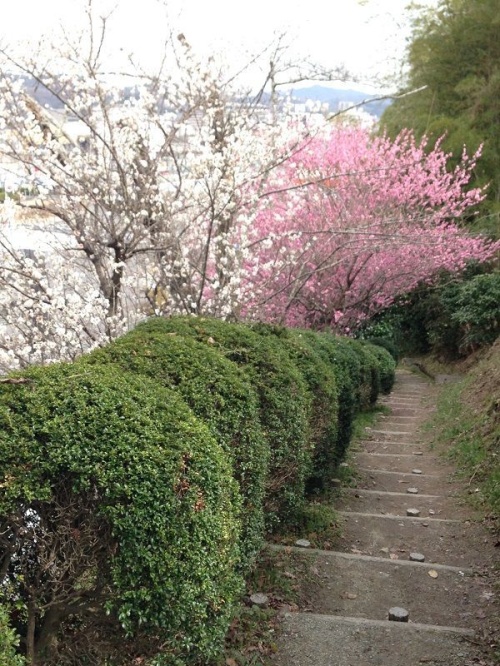 Little path with flowers