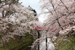 Hirosaki Castle!