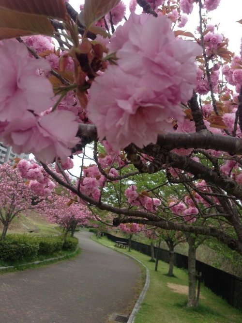 Yae-sakura Tunnel