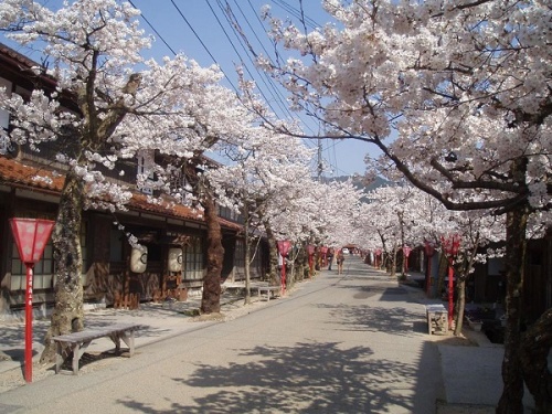 Sakura Street