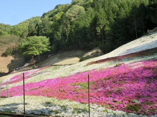 Moss Phlox!