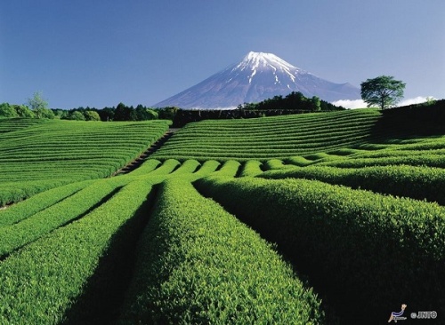 Mt. Fuji and the tea farms!