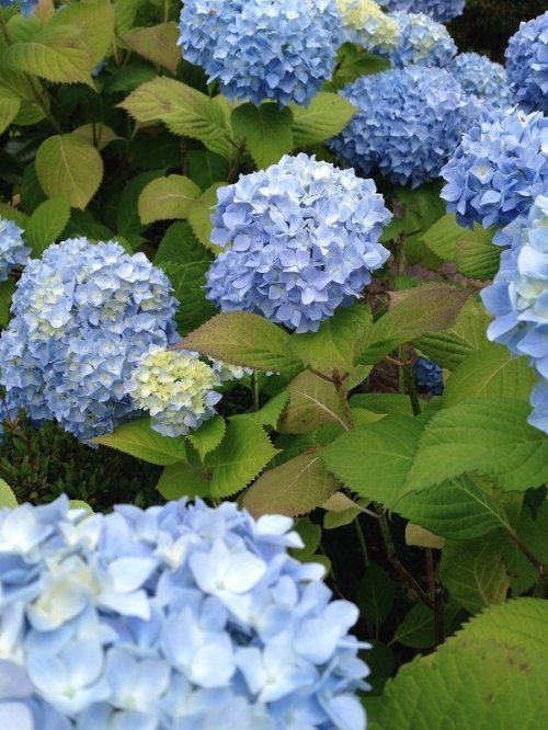 Hydrangea!