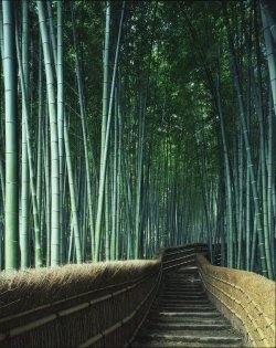 Bamboo Path