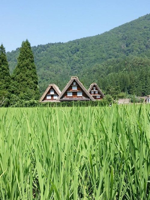 Summer in Shirakawa-go!