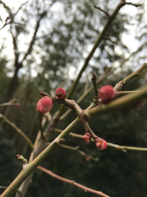 Spring Flowers