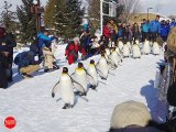 Asahiyama Zoo