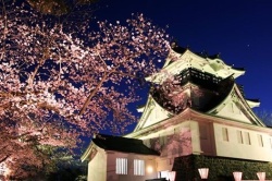 Sakura Festival in Akita