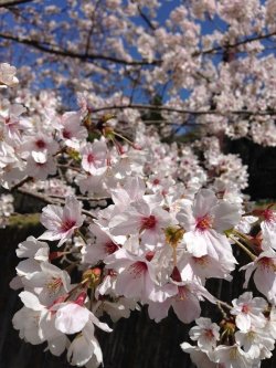 Sakura