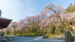 Sakura at Tenryuji
