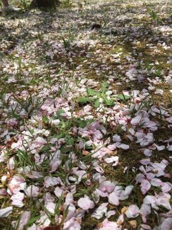 Pink Carpet