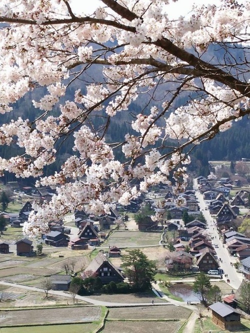 Spring in Shirakawa-go