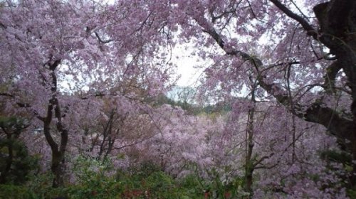 Weeping Cherry Trees