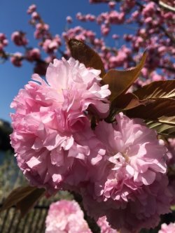 Double Cherry Blossoms