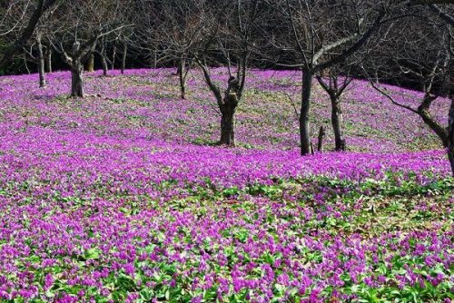 Dogtooth Violets