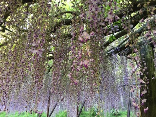 Japanese Wisteria