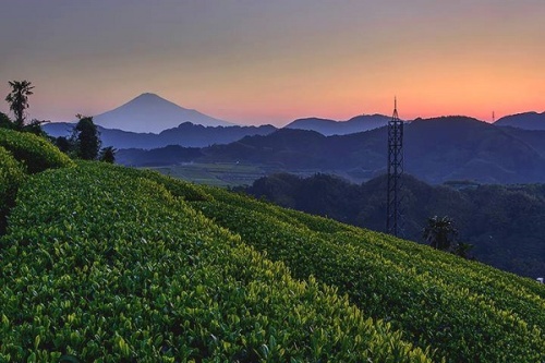 Tea Farms and Mt. Fuji