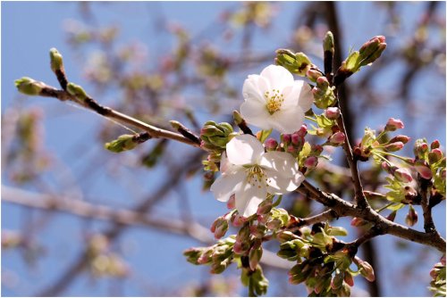 Sakura