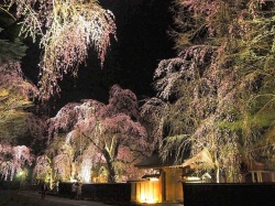 Sakura in Akita